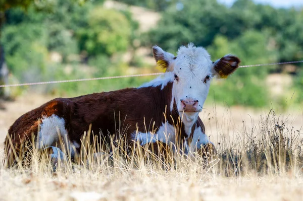 Beyaz yüzlü kahverengi ve beyaz bir inek sessiz, ağaçlarla kaplı bir çayırda huzur içinde yatıyor..