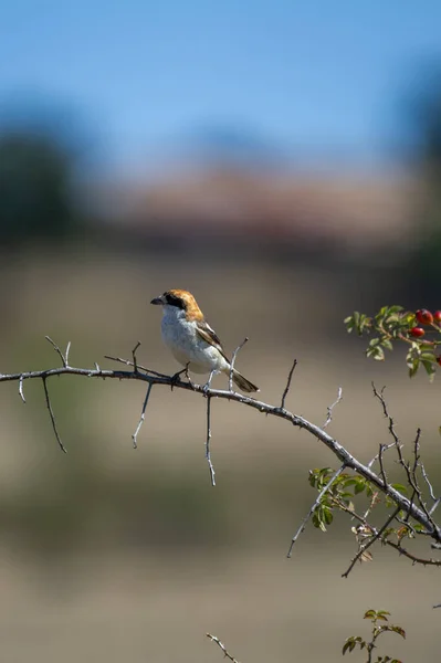 Bir odunsu örümceği, güneşli, kurak bir arazide karışık bir çalıda tetikte bekliyor.