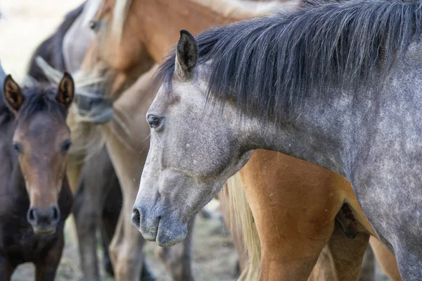 Siyah yeleli koyu gri bir at keskin bir profilde duruyor, desenli paltosu ve tetikte kahverengi arkadaşlarının arka planına vurgulanıyor..
