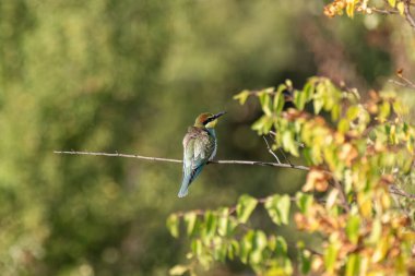 Canlı renkli Avrupalı bir arı yiyici yumuşak, bulanık doğal bir zemin üzerine kurulmuş böğürtlenlerle süslenmiş yapraklı bir dala tünemiş..