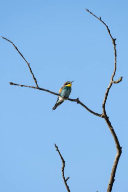 Yeşil, sarı ve kırmızımsı kahverengi tüyleriyle, açık mavi gökyüzünün altındaki yapraklı bir dalın üzerine tüneyen, arı yiyen bir kuş..