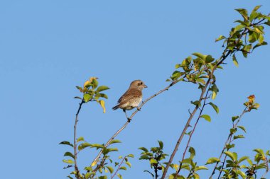 Kırmızı sırtlı bir örümcekkuşu, açık mavi gökyüzünün altındaki yapraklı bir dala nazikçe tünemiş..