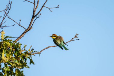 Yeşil, sarı ve kırmızımsı kahverengi tüyleriyle, açık mavi gökyüzünün altındaki yapraklı bir dalın üzerine tüneyen, arı yiyen bir kuş..