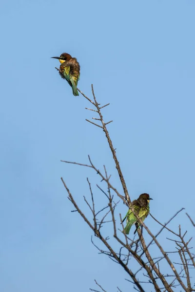Yeşil, sarı ve kırmızımsı kahverengi tüyleriyle, açık mavi gökyüzünün altındaki yapraklı bir dala tünemiş, grev yapan arı yiyen kuşlar..