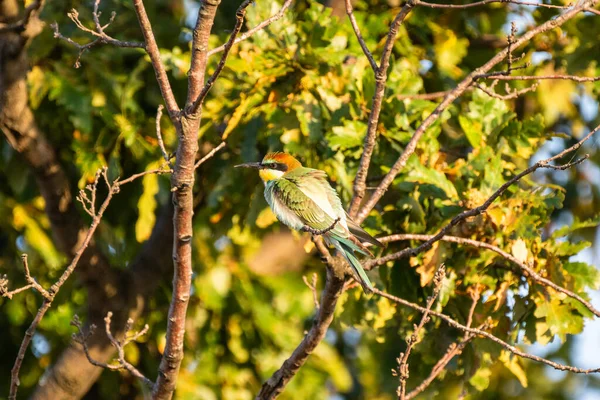 Işıl ışıl Avrupalı bir arı yiyici yapraklı bir dala dayanır, canlı tüyleri yemyeşil arka planda parlar..