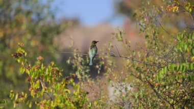 Canlı renkli bir Avrupalı arı yiyici yapraklı bir dala tüneyerek yumuşak, bulanık doğal bir arka plana doğru uçar ve sonra uçar.