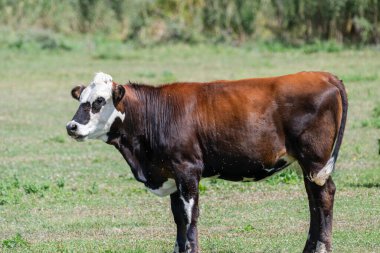  Açık gökyüzünün altında vızıldayan böceklerle çevrili çimenli bir alanda, üzerinde beyaz işaretler olan koyu kahverengi bir inek alarmda duruyor..