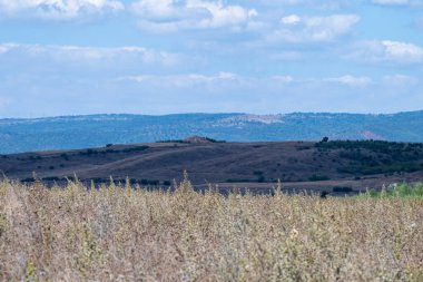 Kuru otlar, Bulgaristan 'da parçalı bulutlu bir gökyüzü altında engin tepeler ve dağınık yeşil çalılarla geniş, açık bir alanda sallanıyor.