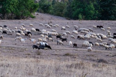 Büyük bir koyun sürüsü, Bulgaristan 'ın dağlarındaki orman yeşillikleriyle çevrili kuru ve tepelik bir arazide huzur içinde otluyor.