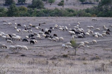 Büyük bir koyun sürüsü, Bulgaristan 'ın dağlarındaki orman yeşillikleriyle çevrili kuru ve tepelik bir arazide huzur içinde otluyor.