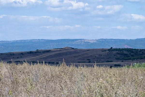 Kuru otlar, Bulgaristan 'da parçalı bulutlu bir gökyüzü altında engin tepeler ve dağınık yeşil çalılarla geniş, açık bir alanda sallanıyor.