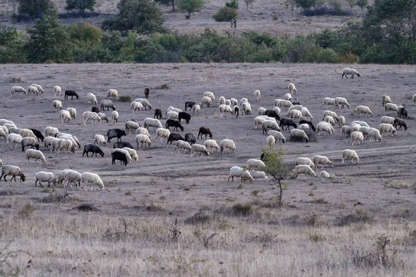 Büyük bir koyun sürüsü, Bulgaristan 'ın dağlarındaki orman yeşillikleriyle çevrili kuru ve tepelik bir arazide huzur içinde otluyor.