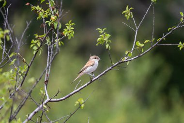 Kırmızı sırtlı örümcekkuşu yapraklı bir dala tünemiş, yumuşak yeşil yapraklarla çerçevelenmiş.
