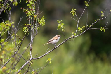 Kırmızı sırtlı örümcekkuşu yapraklı bir dala tünemiş, yumuşak yeşil yapraklarla çerçevelenmiş.