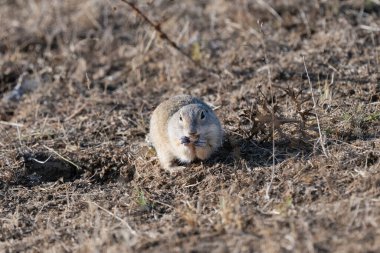 Küçük bir yer sincabı, doğal yaşam alanındaki kuru otlar ve topraklar üzerinde tetikte durur..