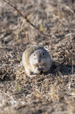 Küçük bir yer sincabı, doğal yaşam alanındaki kuru otlar ve topraklar üzerinde tetikte durur..