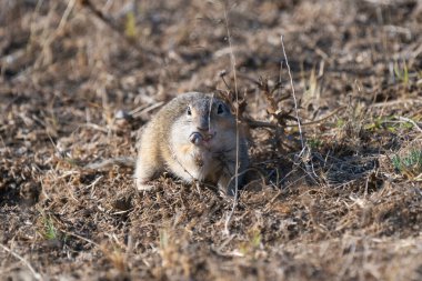 Küçük bir yer sincabı, doğal yaşam alanındaki kuru otlar ve topraklar üzerinde tetikte durur..