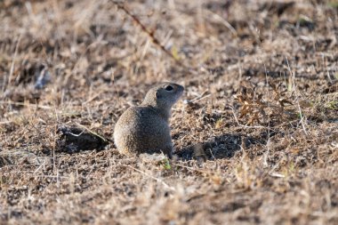 Küçük bir yer sincabı, doğal yaşam alanındaki kuru otlar ve topraklar üzerinde tetikte durur..