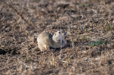  Bir yer sincabı, güneşli açık bir arazide, kuru çimlere ve toprağa dikkatle çömelir..