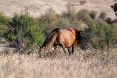  Kahverengi bir at, yeşil çalılar ve uzak tepelerle çevrili, güneşli bir çimen tarlasında huzur içinde otlar..
