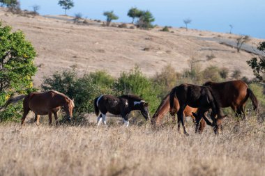 Beş at, geniş mavi gökyüzü ve uzak tepelerin altında, güneşli, kurak bir tarlada sessizce otlar..