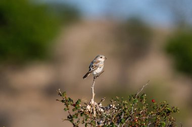 Kırmızı sırtlı bir örümcekkuşu yumuşak orman renkleriyle çevrili, böğürtlen uçlu bir dala nazikçe tünemiş..
