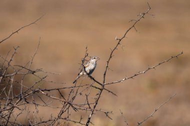  Kırmızı sırtlı bir örümcekkuşu, dikenli bir dala nazikçe tünemiş, sessiz ve toprak arkaplana karşı..