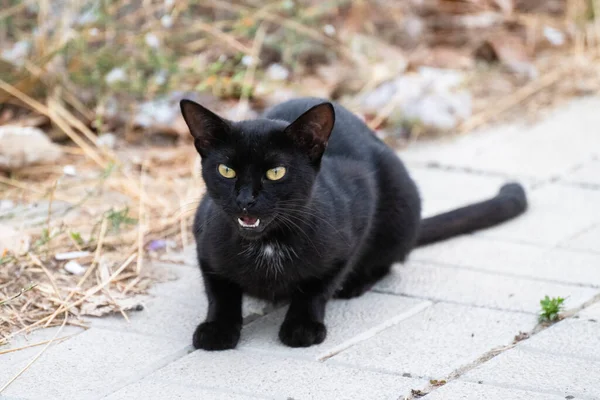Siyah bir kedi, güneşli bir yolda çömelmiş, miyav ortasında, delici sarı-yeşil gözleriyle.