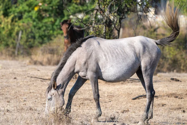 Açık gri bir at kuru çimenlerde sessizce otlarken koyu renkli bir at güneşli bir kırsal alanda ağaçların yakınında oyalanıyor..