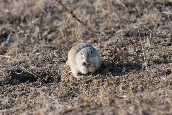 Küçük bir yer sincabı, doğal yaşam alanındaki kuru otlar ve topraklar üzerinde tetikte durur..