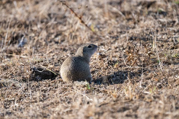 Küçük bir yer sincabı, doğal yaşam alanındaki kuru otlar ve topraklar üzerinde tetikte durur..