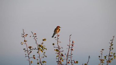 Renkli Avrupalı bir arı yiyici açık mavi gökyüzünün altında çıplak bir dala tünemiş..