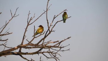İki arı yiyen kuş çıplak bir dala tünemiş ve bir kuş esniyor.