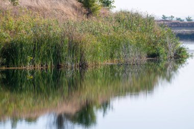 Sakin bir gölet, uzak tepeler ve açık bir gökyüzünün altındaki seyrek ağaçlar tarafından çerçevelenmiş uzun kamışları ve mevsimlik otları yansıtır..
