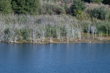  Yapraksız çalılar, yoğun yeşillik ve uzak kuru tepelerle çevrili sessiz bir göle kısmen batmış vaziyette dururlar..