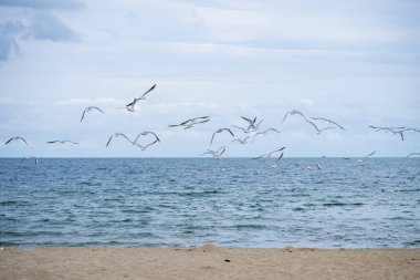  Bir martı sürüsü rüzgarlı bir plajda alçaktan süzülüyor.,