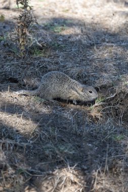 Benekli bir yer sincabı kuru toprak ve çimenlerde çömelir.