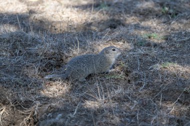 Benekli bir yer sincabı kuru toprak ve çimenlerde çömelir.