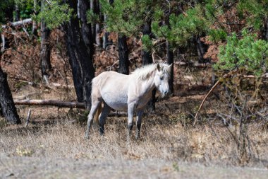 Açık renkli bir at, kuru otlarla çevrili bir ormanda tetikte bekliyor.