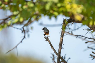 Mavi gökyüzüne karşı bir ağaç dalına tünemiş küçük kırmızı bir kuş..