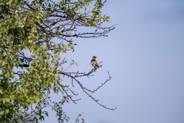 Mavi gökyüzüne karşı narin bir ağaç dalına tünemiş tüylü küçük bir whinchat kuşu.