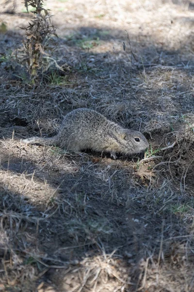 Benekli bir yer sincabı kuru toprak ve çimenlerde çömelir.