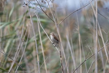 Küçük kırmızı sırtlı örümcekkuşu, ince bir dala tünemiş, uzun, kuru otların arasında, doğal, kamufle edilmiş bir ortamda..