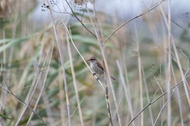Küçük kırmızı sırtlı örümcekkuşu, ince bir dala tünemiş, uzun, kuru otların arasında, doğal, kamufle edilmiş bir ortamda..