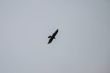 Bataklık bataklığı, temiz bir gökyüzünde süzülür. Kanatları zarif bir şekilde açılır..