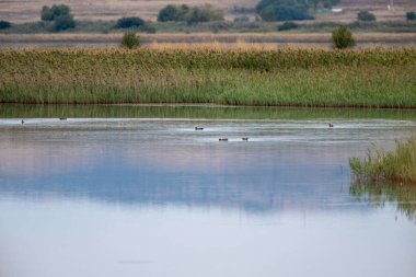 Ördekler sakin bir gölette huzur içinde yüzerler sessiz bir kırsal alanda uzun otlarla çevrili bir gölette..
