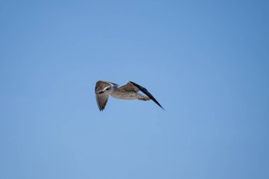 Bir martı açık mavi gökyüzünde zarif bir şekilde süzülür. Dağılmış bulutların arasında uzanan kanatlar..