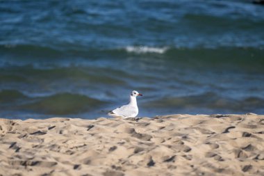 Bir martı, arkasında yumuşak okyanus dalgalarıyla dokulu kumlu bir sahilde sakince durur..