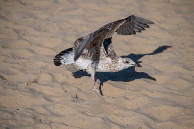 Benekli tüyleri olan genç bir martı, güneş ışığında dalgalanan kum üzerinde duruyor. Kanatları kısmen hareket halinde uzanıyor..