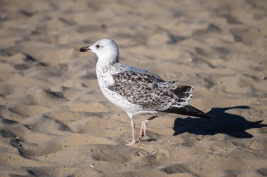 Yalnız bir martı dalgalı kumların üzerinde duruyor, güneşli gökyüzünün altında keskin bir gölge bırakıyor..